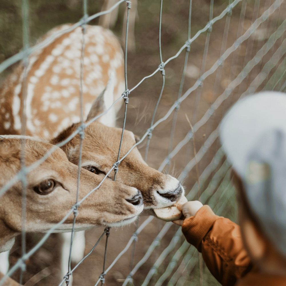 De magie van speelboerderijen tijdens kinderkampen