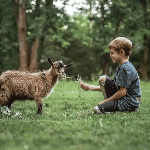 Dierenobservatie: wat kinderen leren van wilde dieren op kamp